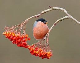 bird photography by john barlow