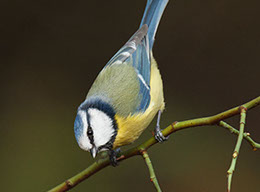 bird photography by john barlow